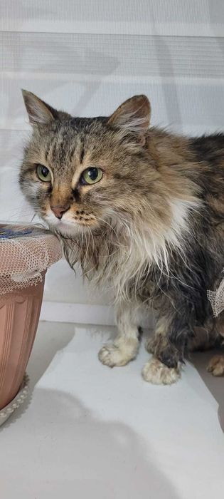 Отдам в добрые руки кошечку