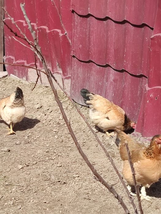 Продам петухи и курей