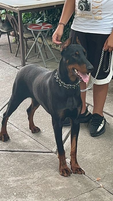 Vând Câine Doberman