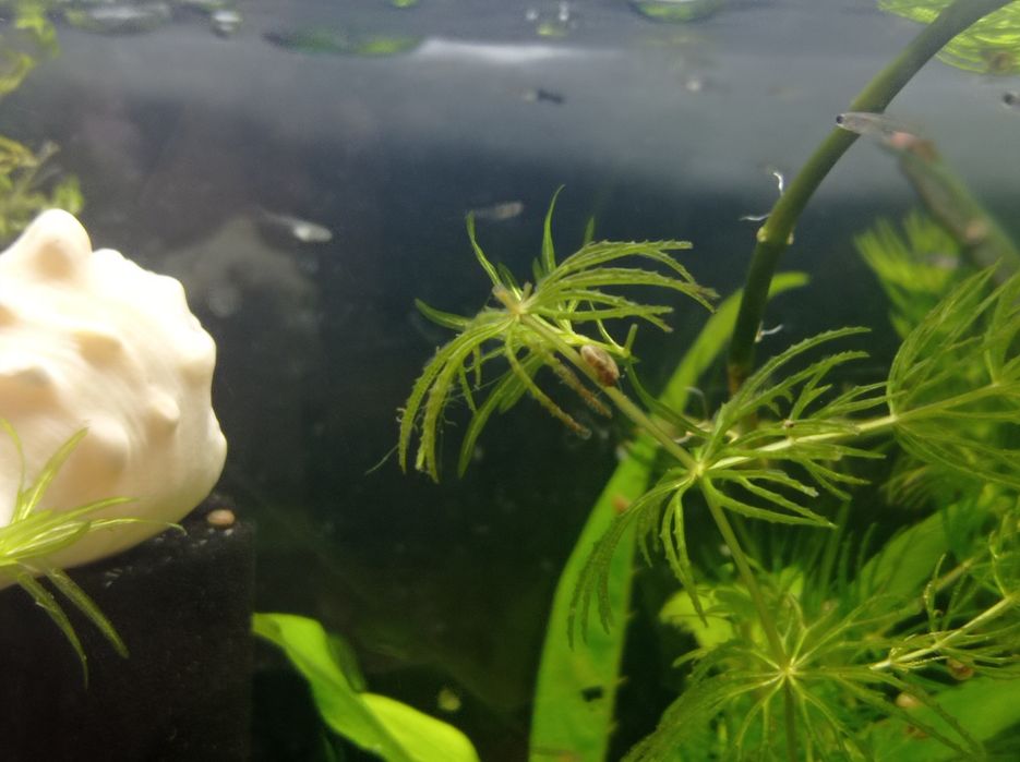 Продам мальков гуппи