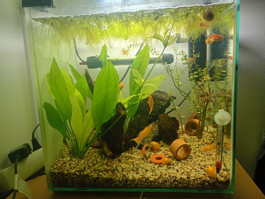 Vând acvariu complet