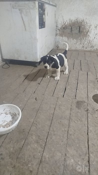 Buldozer linya alabay sotiladi