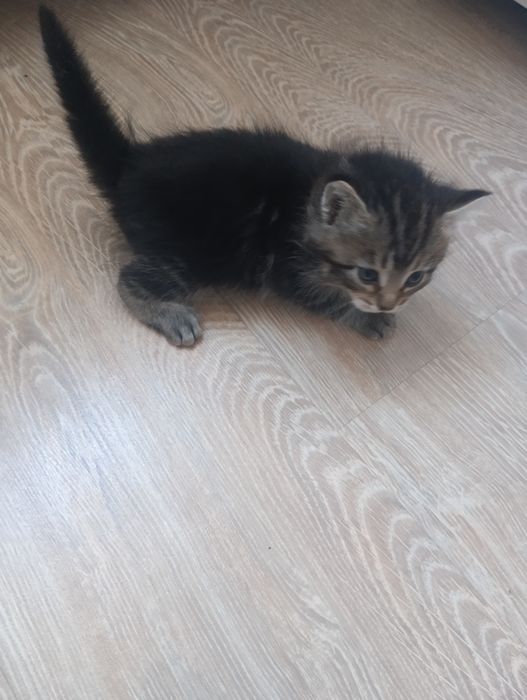 Продам месячного котенка
