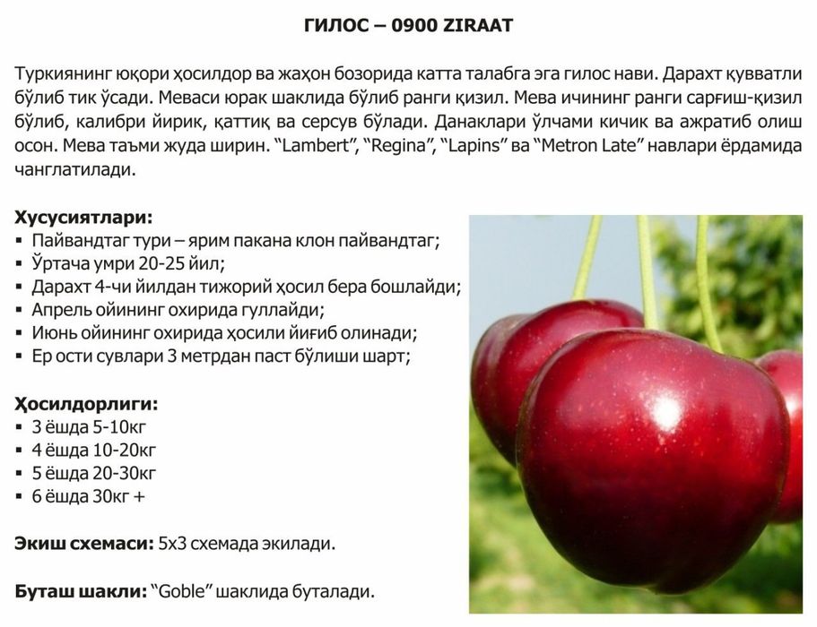 Olma gilos nok urik va mevali va manzarali kuchatlar bor