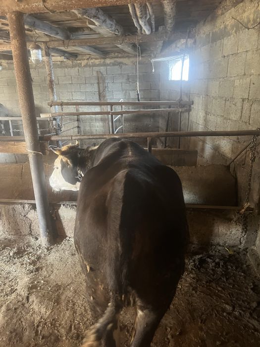 Семиз донежин сиыр сатам