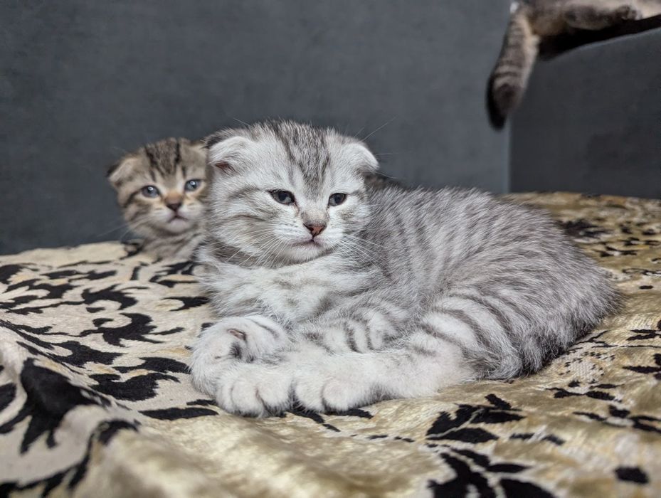 Шотландские Вислоухие Котята
