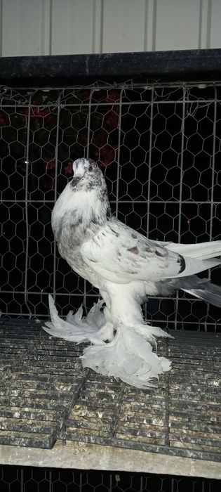 Gusati de pomerania