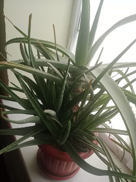 Алоэ Вера продается