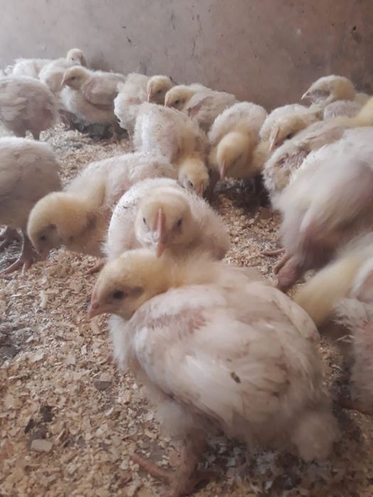 Продам Броллерных цыплят!