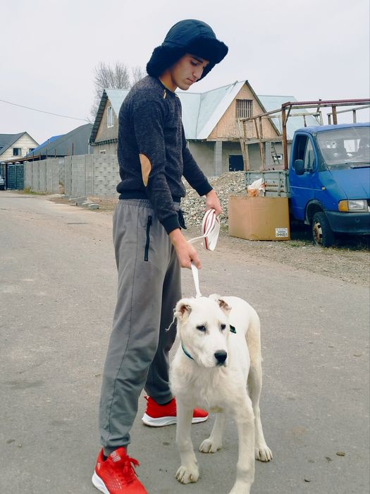 Щинок алобай 5месецов