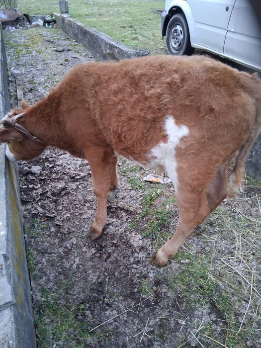 Viței 6 7 de vânzare