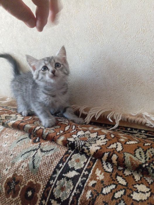 Отдам котят в добрые руки