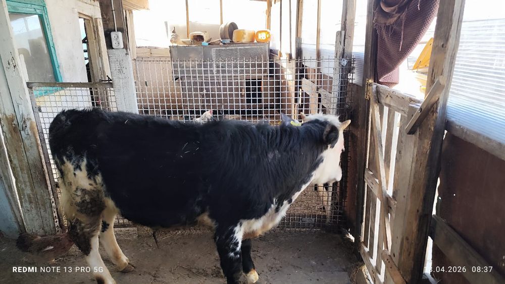 Продам бычка один год