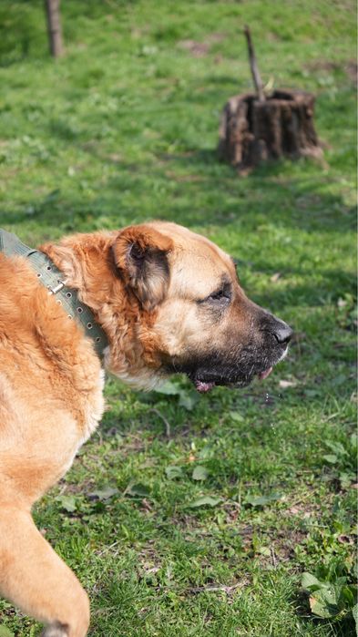 Булочка. Кангал ищет семью. Девочка
