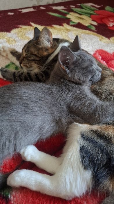 Отдадим котика в добрые руки