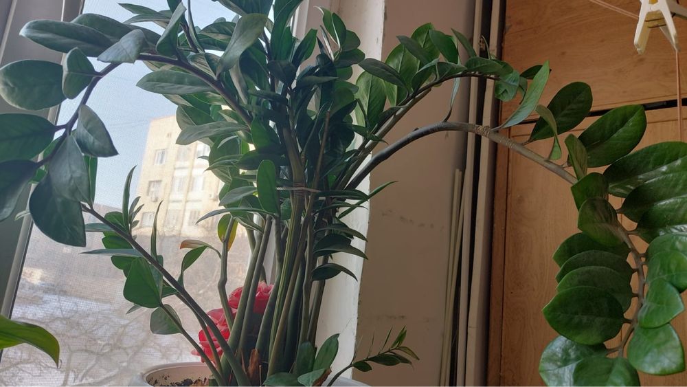 Гүл сатылады. Үйде өсіп тұр