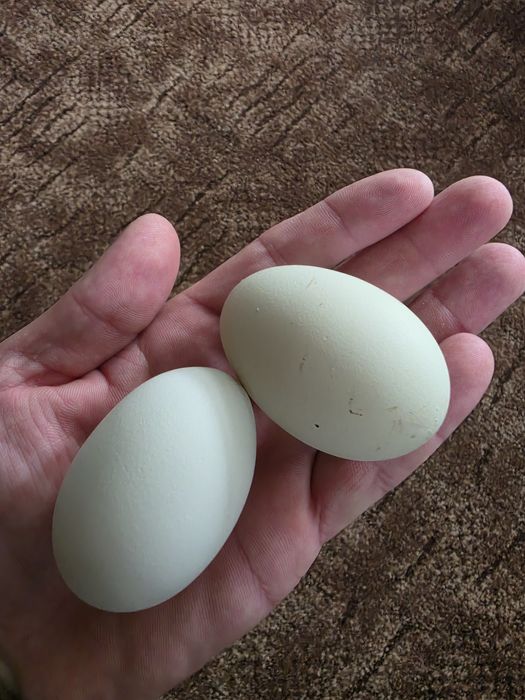 Pui Moțată cu Cream Legbar