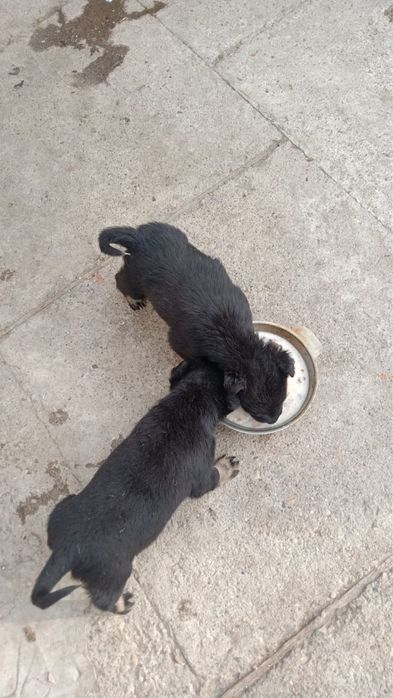 Отдам щенят  1,6 месяца