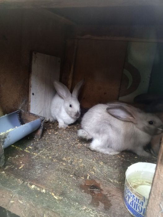 Продам кроликов 6000