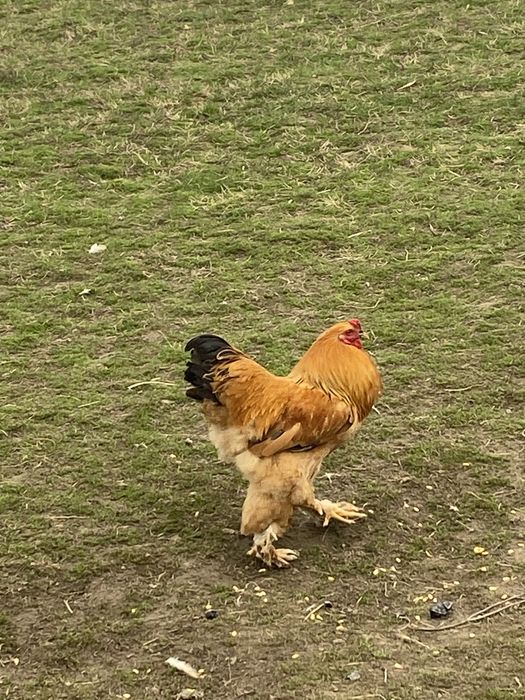 Cocoși brahma Columbia