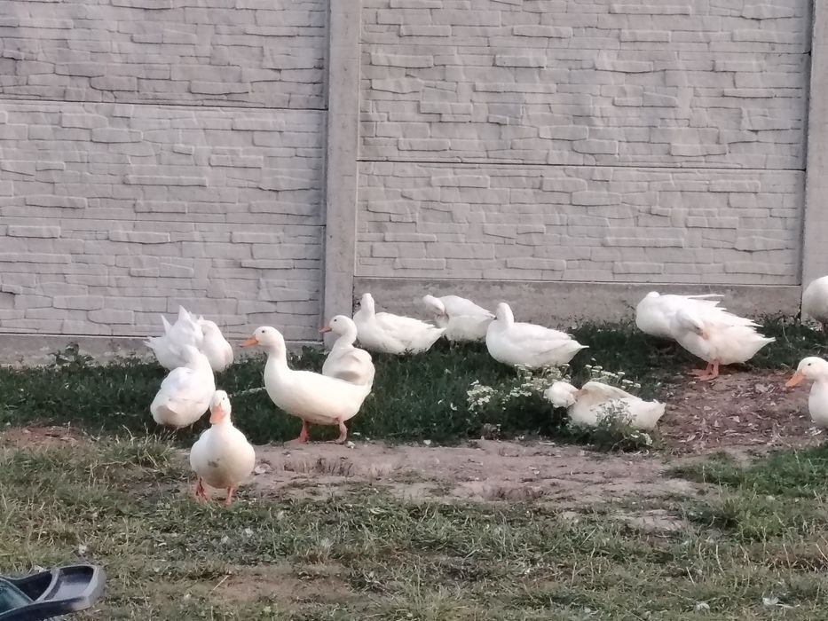 20 rațe bio, aprilie 2025 – sănătoase, crescute natural