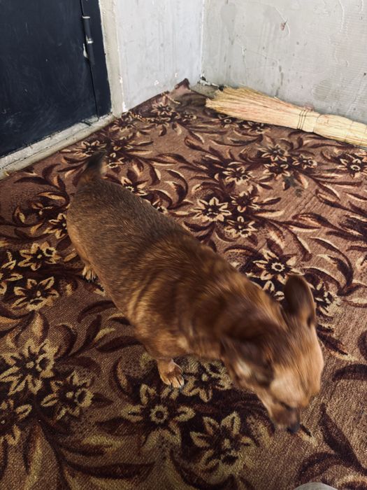 Чихуахуа  собака