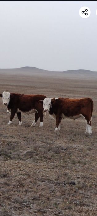 Патсос сатам 350000т