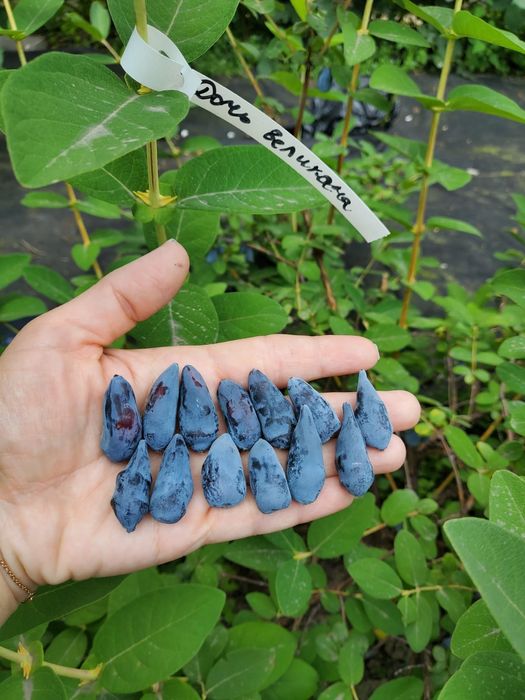 Продам Жимолость