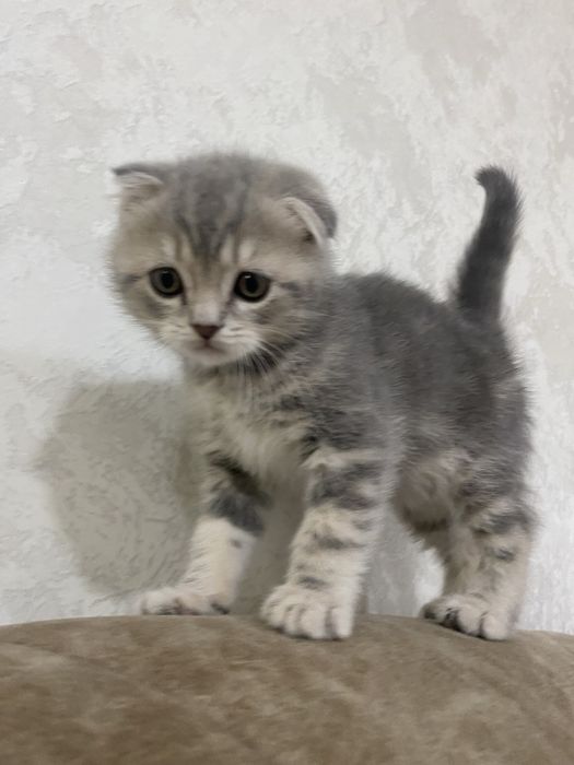 Сктиш фолд 1-месятся