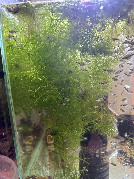 Наяс, роголистник прополка