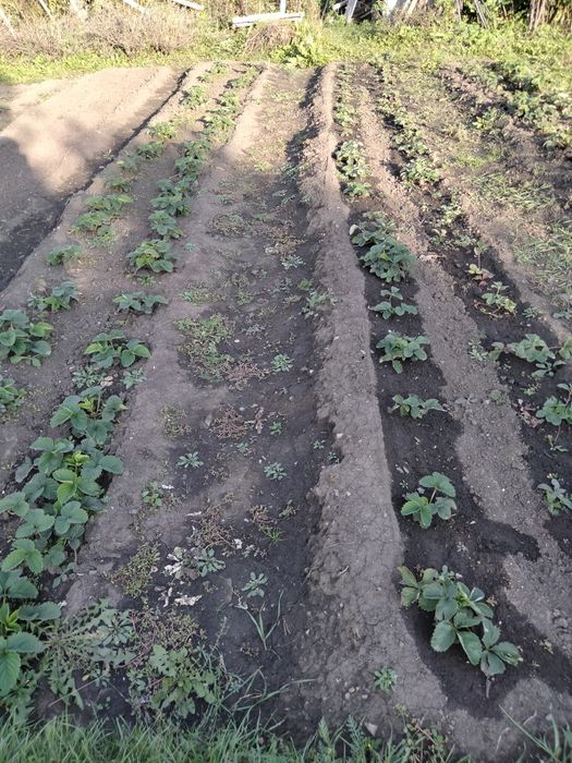 Продам участок на берегу Иртыша