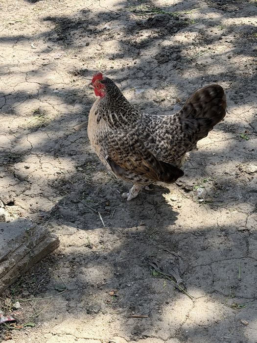 Găini pitice si cocos