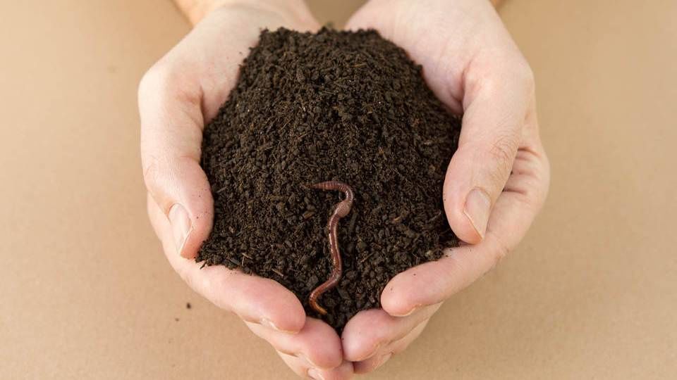 Биогумус чистый удобрение