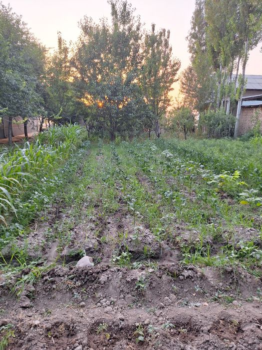 Uchastka sotiladi 6 sotx