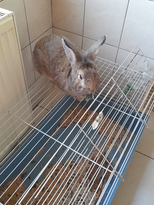 Animale Iepure de companie,casă.