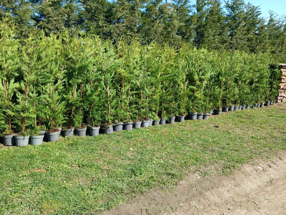 Tuia Leylandii !  145-160 cm