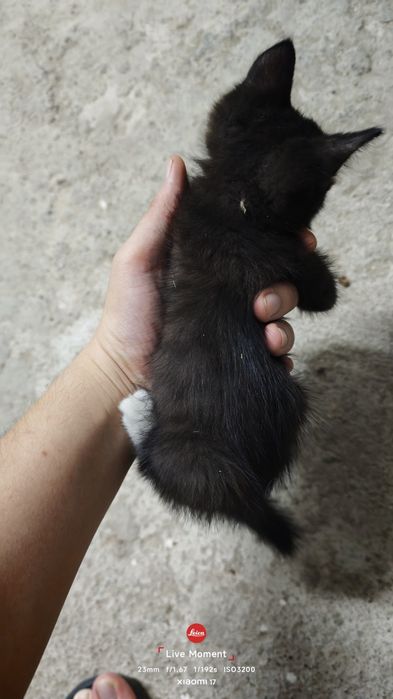 Котята бесплатно