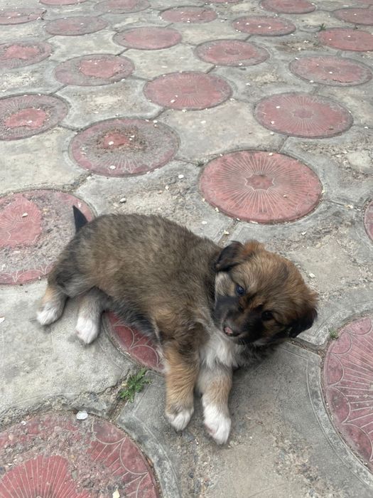 Щенки (принесут удачу)