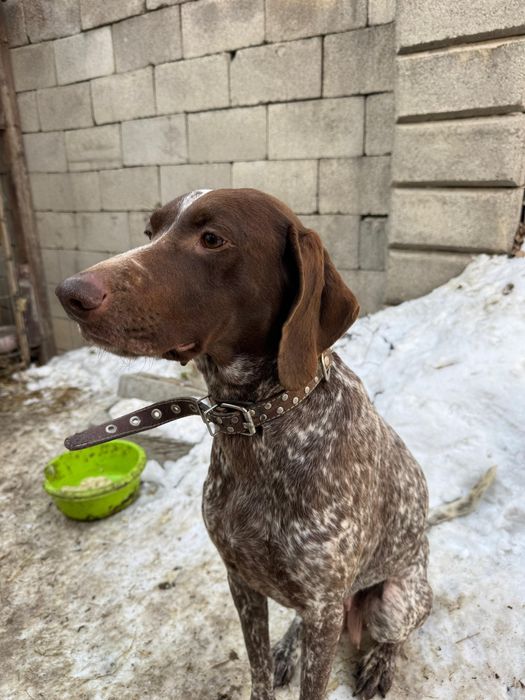 Курцхаар с щенками