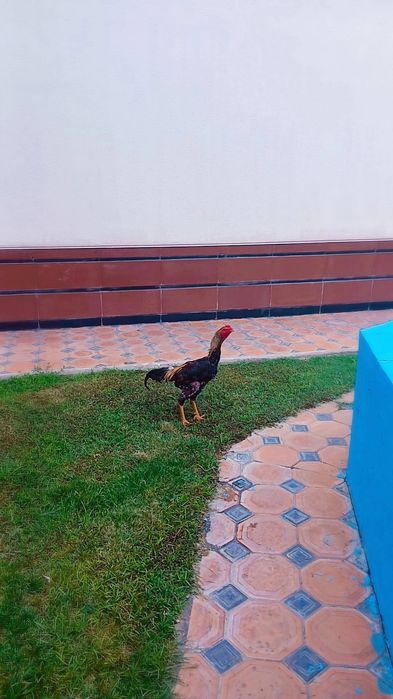 Kulangi jangchi xoroz sotiladi 1 yosh