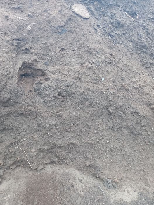 Навоз перегной машина ЗИЛ УАЗик газик