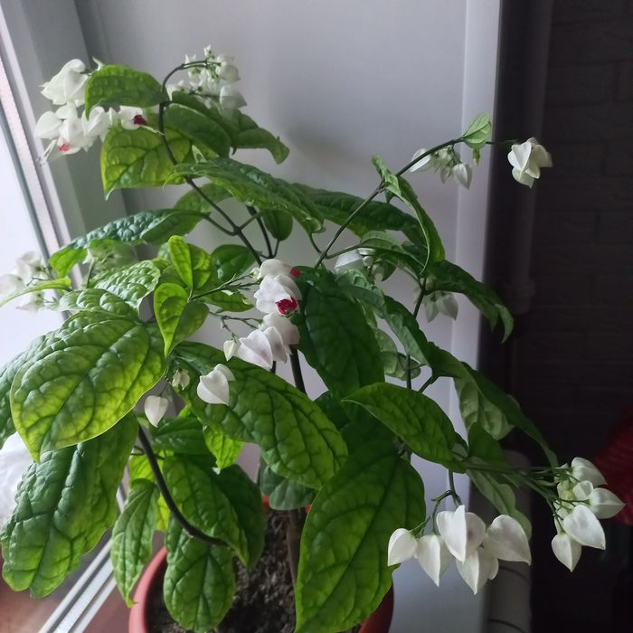 Клеродендрум,комнатный цветок