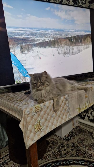 Сибирская порода.