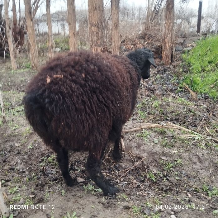 Куй ва кузилар сотилади еб ичиши зур