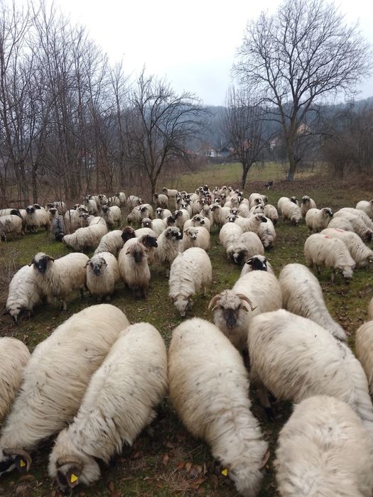 Vând 20 de oi gestante 4 berbeci și 3 berbecuți