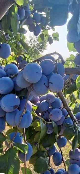 Prune de vânzare anaspect!