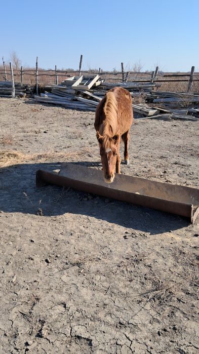 Құнажын байтал сатылады