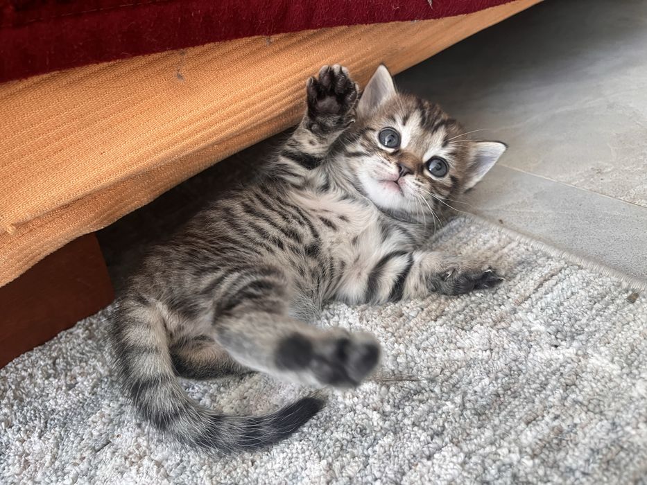 Отдам милых котят в добрые руки!
