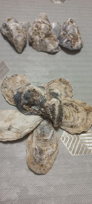 Продам ракушки в аквариум