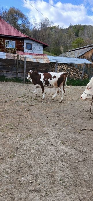 Vitele Baltata Romaneasca